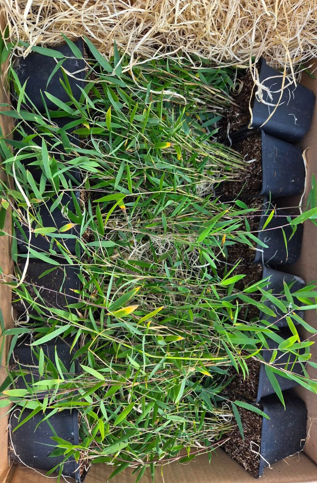 Set van 12 stuks Jiuzhaigou Deep Purple met hoogte van 25+ centimeter in P9 potmaat.