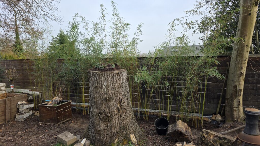 Afbeelding #1 van Melissa Kuys-Rademakers