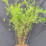 3-pack | Bamboe Deep Purple 5.5L | 75+ cm