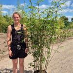 Fargesia Bamboe Robusta Wolong - 25L - 225+ cm