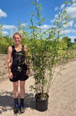 Wolong bamboe niet woekerend in 25L kwekerspot en hoogte van 225cm.