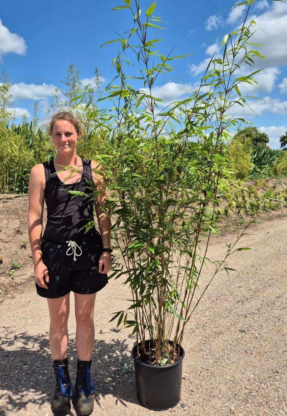 Wolong bamboe niet woekerend in 25L kwekerspot en hoogte van 225cm.