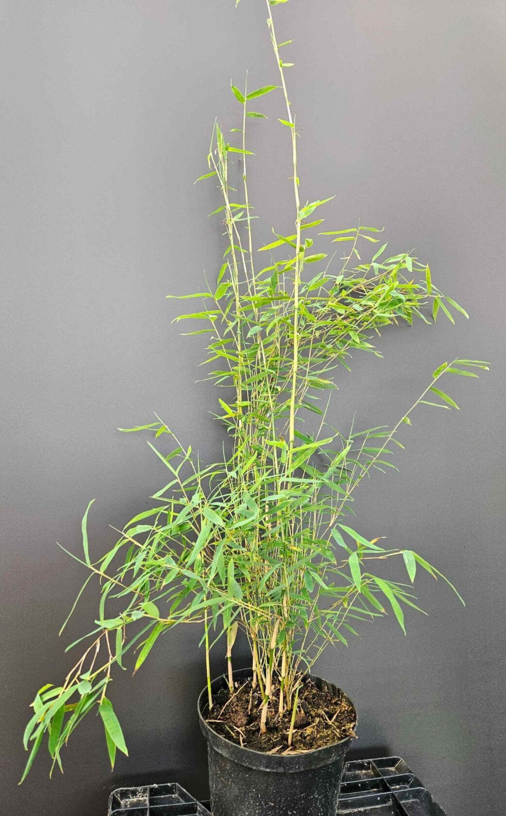 bamboe haag plant fargesia jiuzhaigou 1