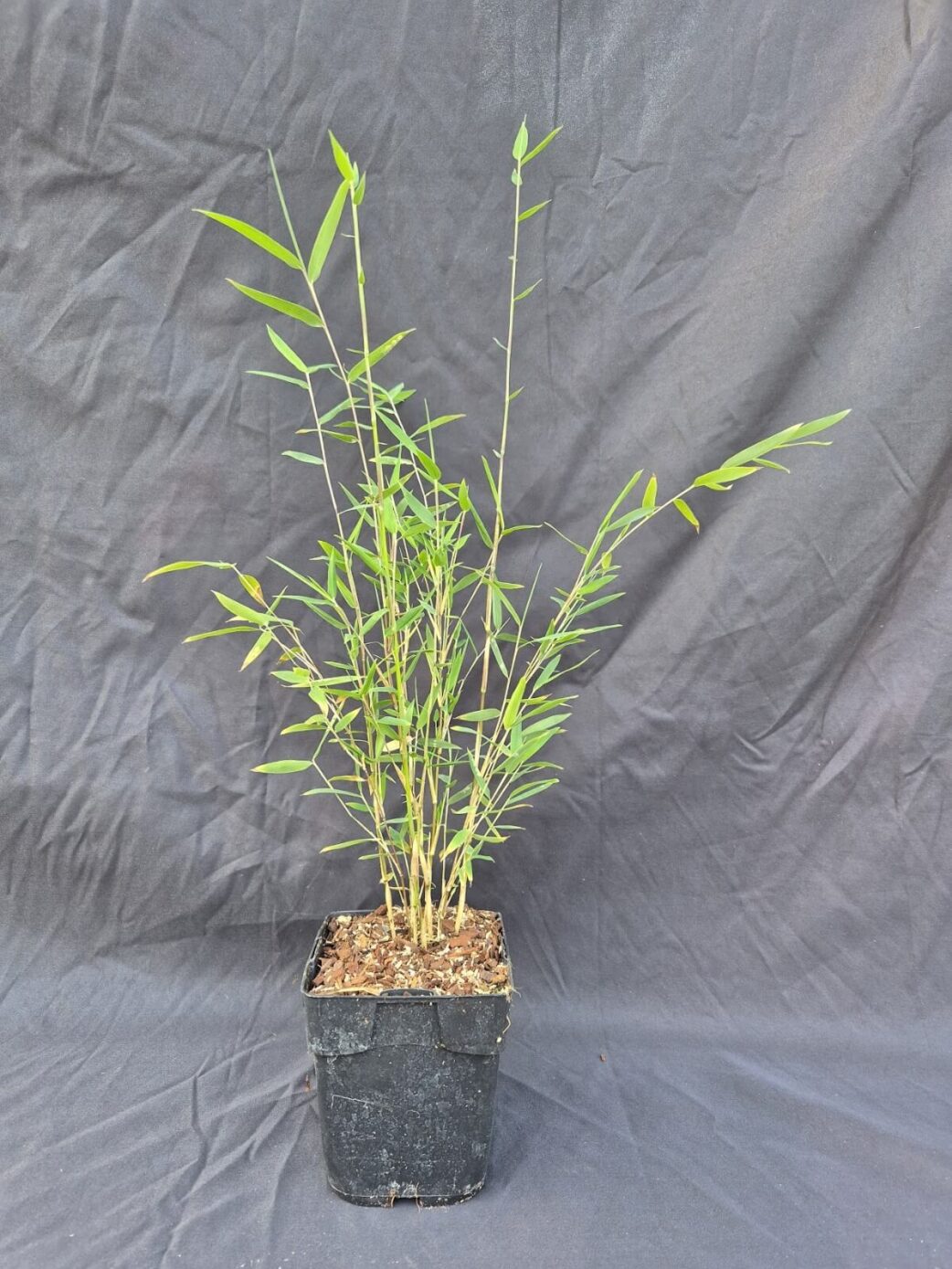 Set van 8 Jiuzhaigou Deep Purple in 1 liter pot