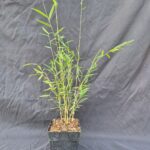 8-Set Bamboe | 1L | Jiuzhaigou Deep Purple