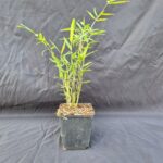 12-Set | P9 | Jiuzhaigou Deep Purple