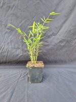 Set van 12 Jiuzhaigou Deep Purple in P9 pot