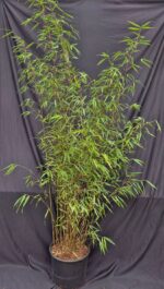 Fargesia Asian Wonder. Een niet woekerende bamboe in 15L pot met een hoogte van 175 of meer centimeter.