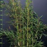Fargesia robusta Campbell - 15L - 150+ cm