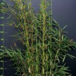 Fargesia robusta Campbell - 15L - 250-300 cm
