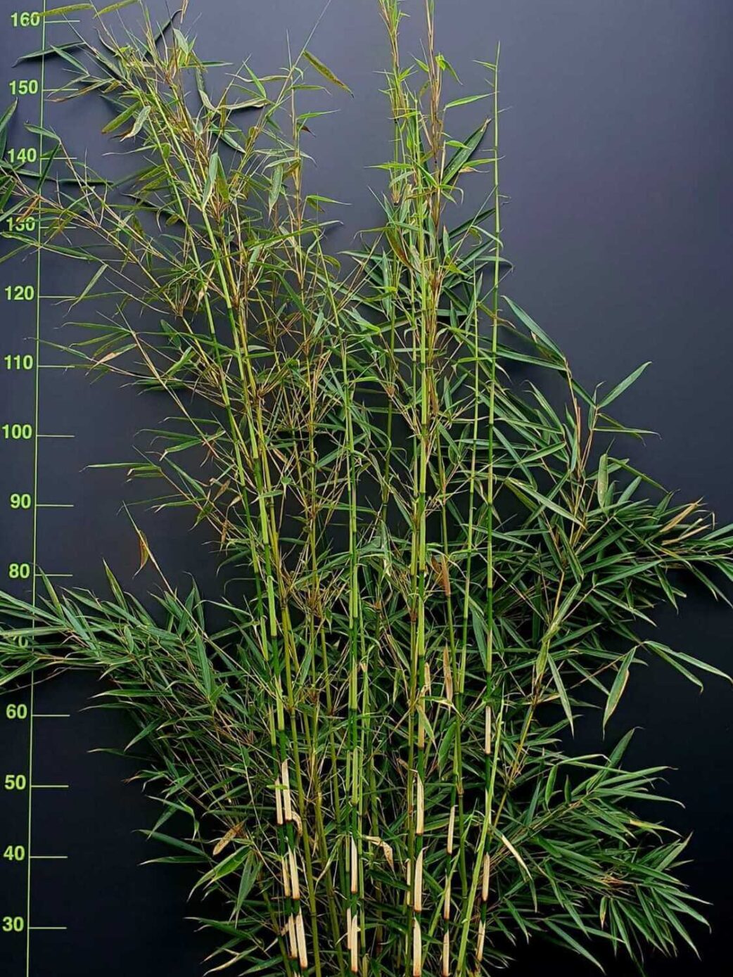 Robusta Campbell 25L 250-300CM hoog.