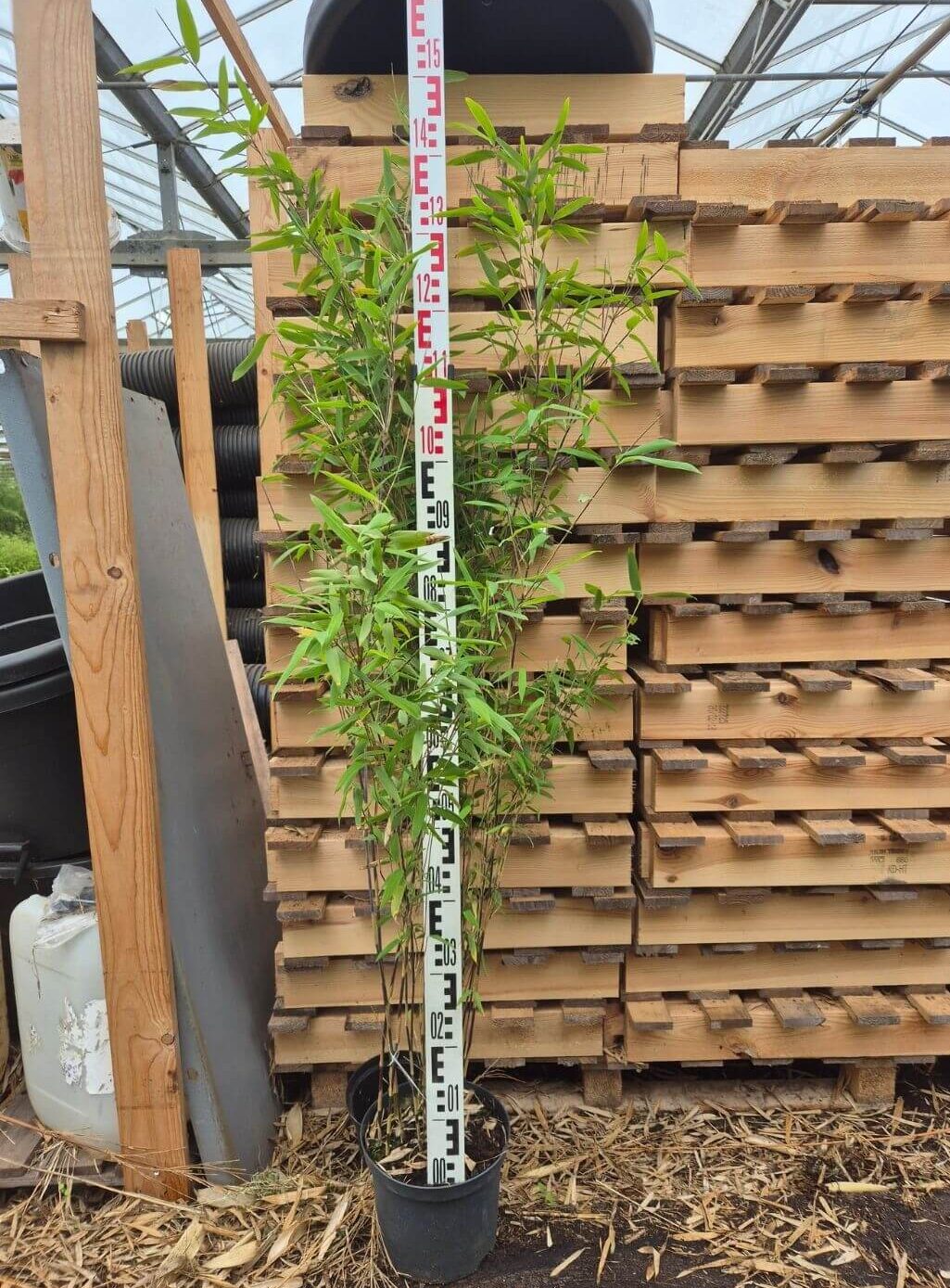 niet woekerende demissa gerry bamboe in 5 liter pot en hoogte van 125 centimeter.
