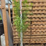 Fargesia Demissa ‘Gerry’ 5L - 125+ cm