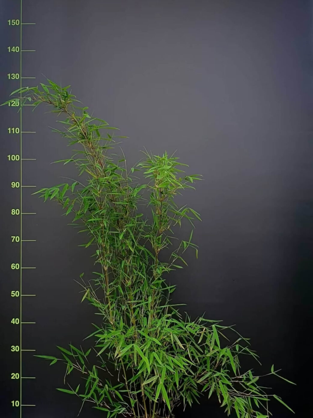 FargesiaJiuzhaigou 1 in 5.5 liter pot met hoogte van 100cm.