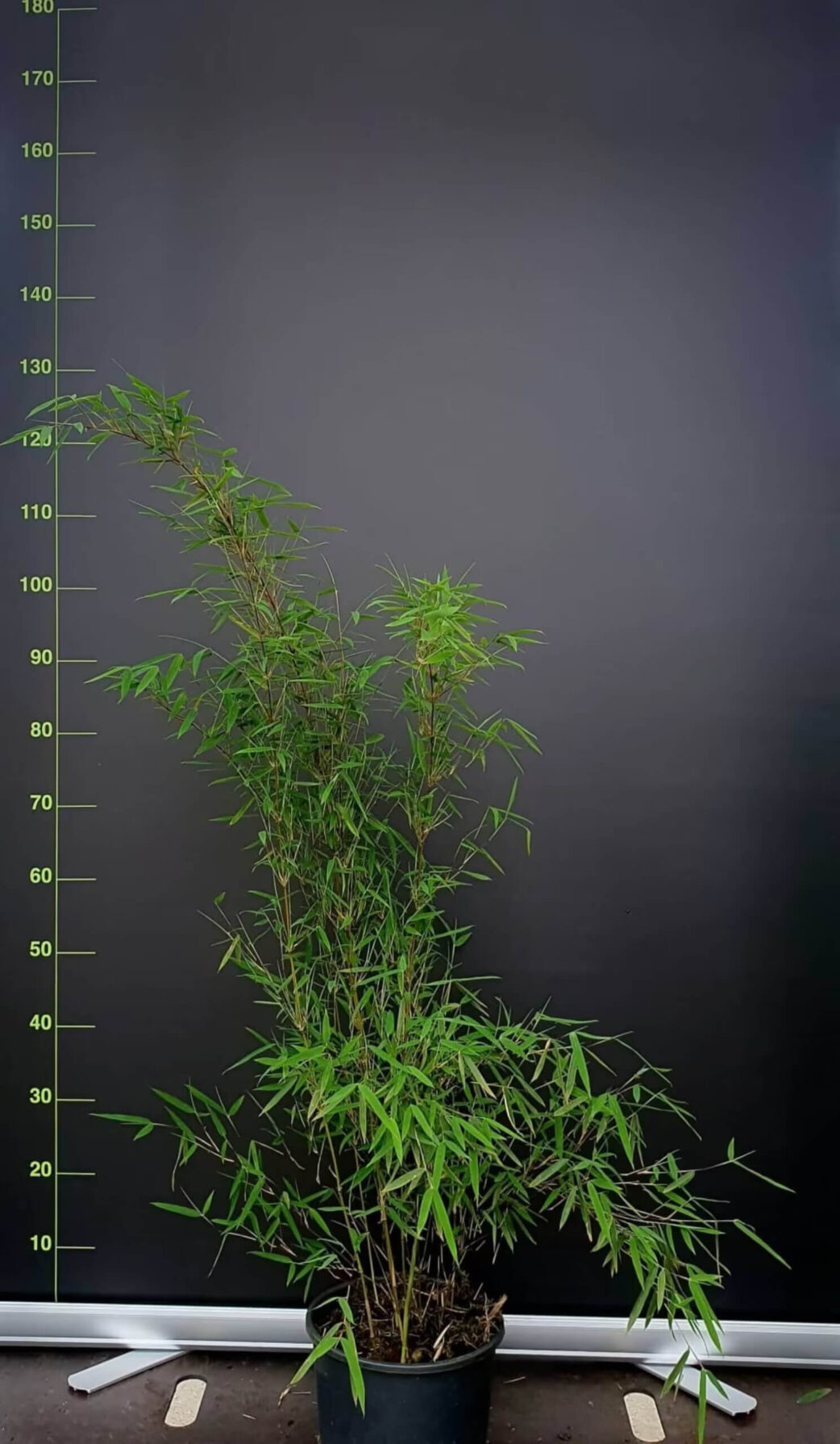 Fargesia-Jiuzhaigou-1-5-5-Liter-75cm FargesiaJiuzhaigou 1 in 5.5 liter pot met hoogte van 75cm.