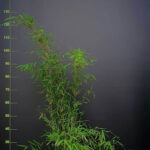 Fargesia jiuzhaigou 1 – 5.5L – 75+ cm