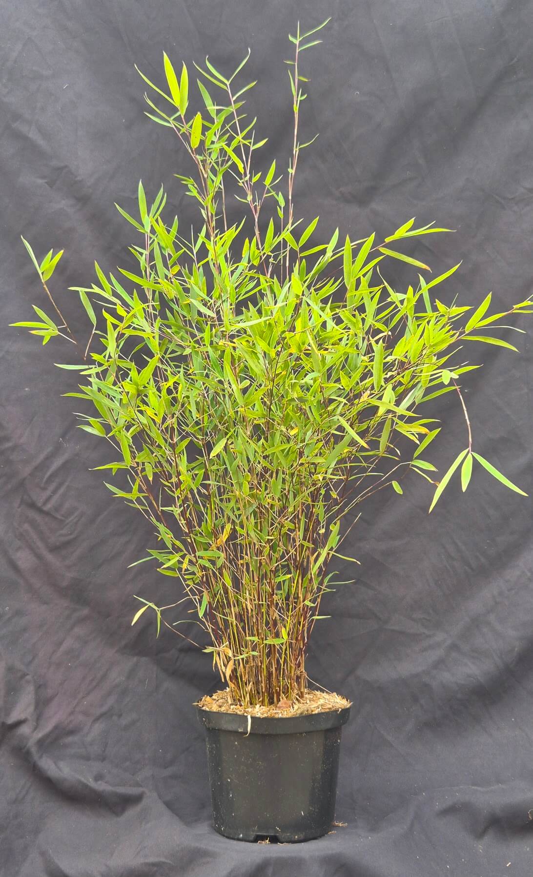 Fargesia Jiuzhaigou 'Deep Purple' Bamboe 2.5L - 50+ cm | Bamboe Haag Direct