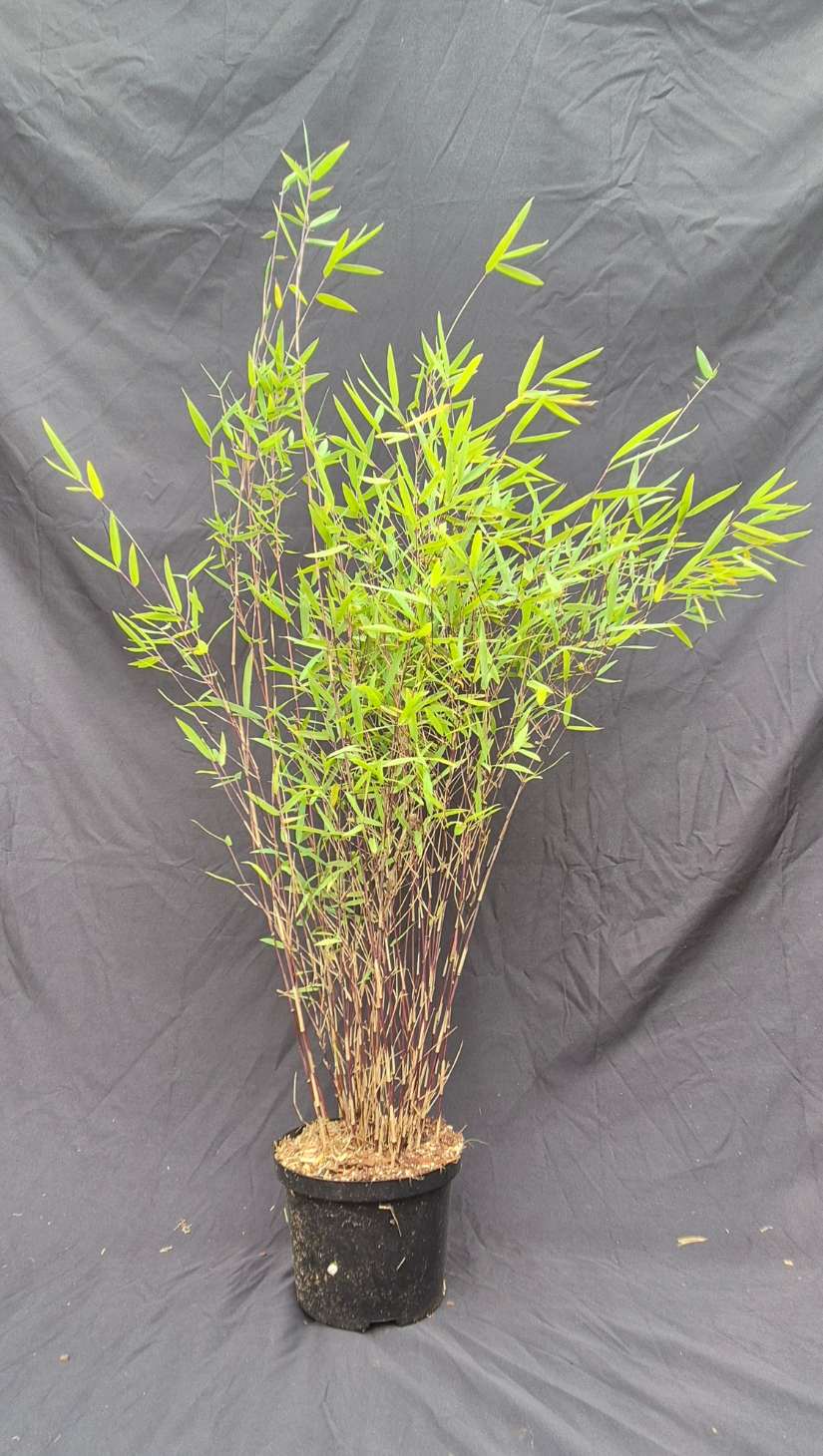 Fargesia jiuzhaigou Deep Purple – 2.5L – 100+ cm