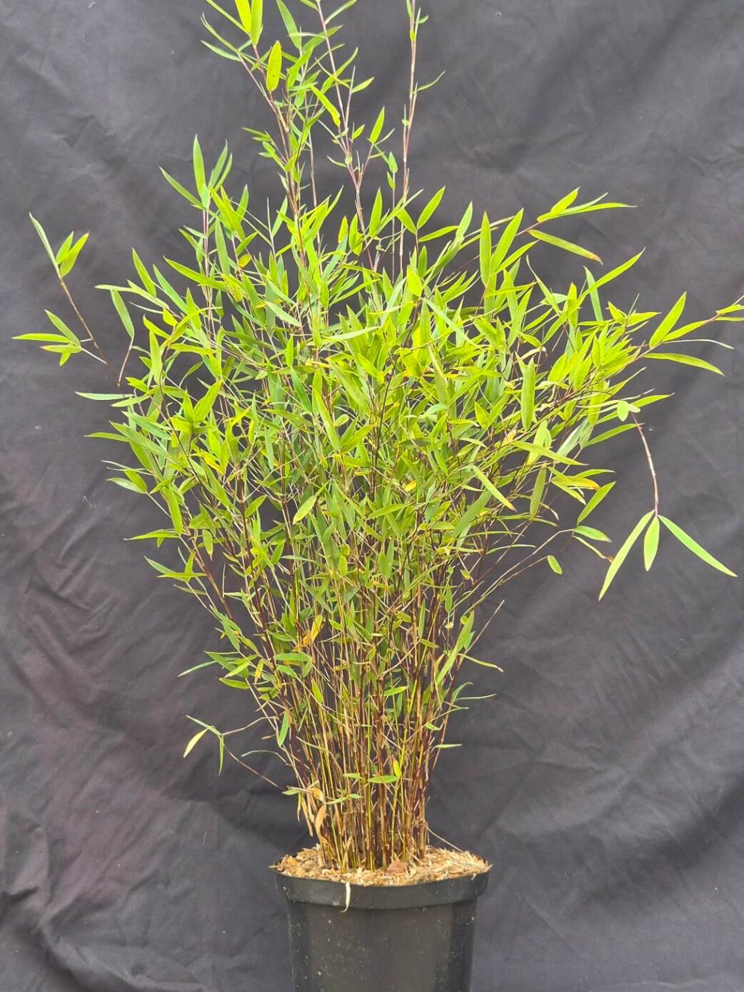 Fargesia Jiuzhaigou 'Deep Purple' Bamboe 2.5L - 50+ cm