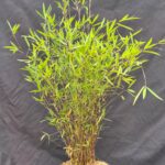 Fargesia Jiuzhaigou 'Deep Purple' Bamboe 2.5L - 50+ cm