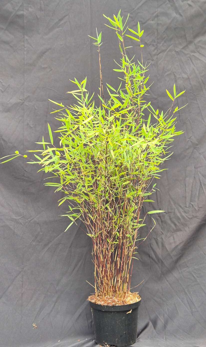 Fargesia Jiuzhaigou 'Deep Purple' Bamboe 2.5L - 50+ cm
