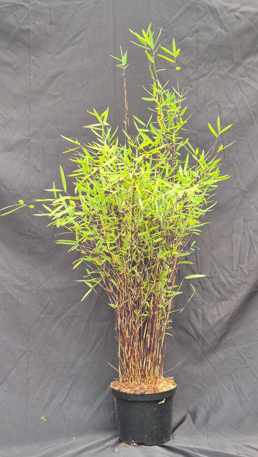Fargesia jiuzhaigou Deep Purple – 2.5L – 75+ cm