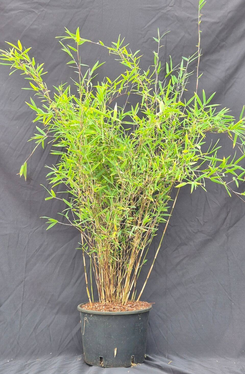 Jiuzhaigou Deep Purple – 5.5L – 100+ cm