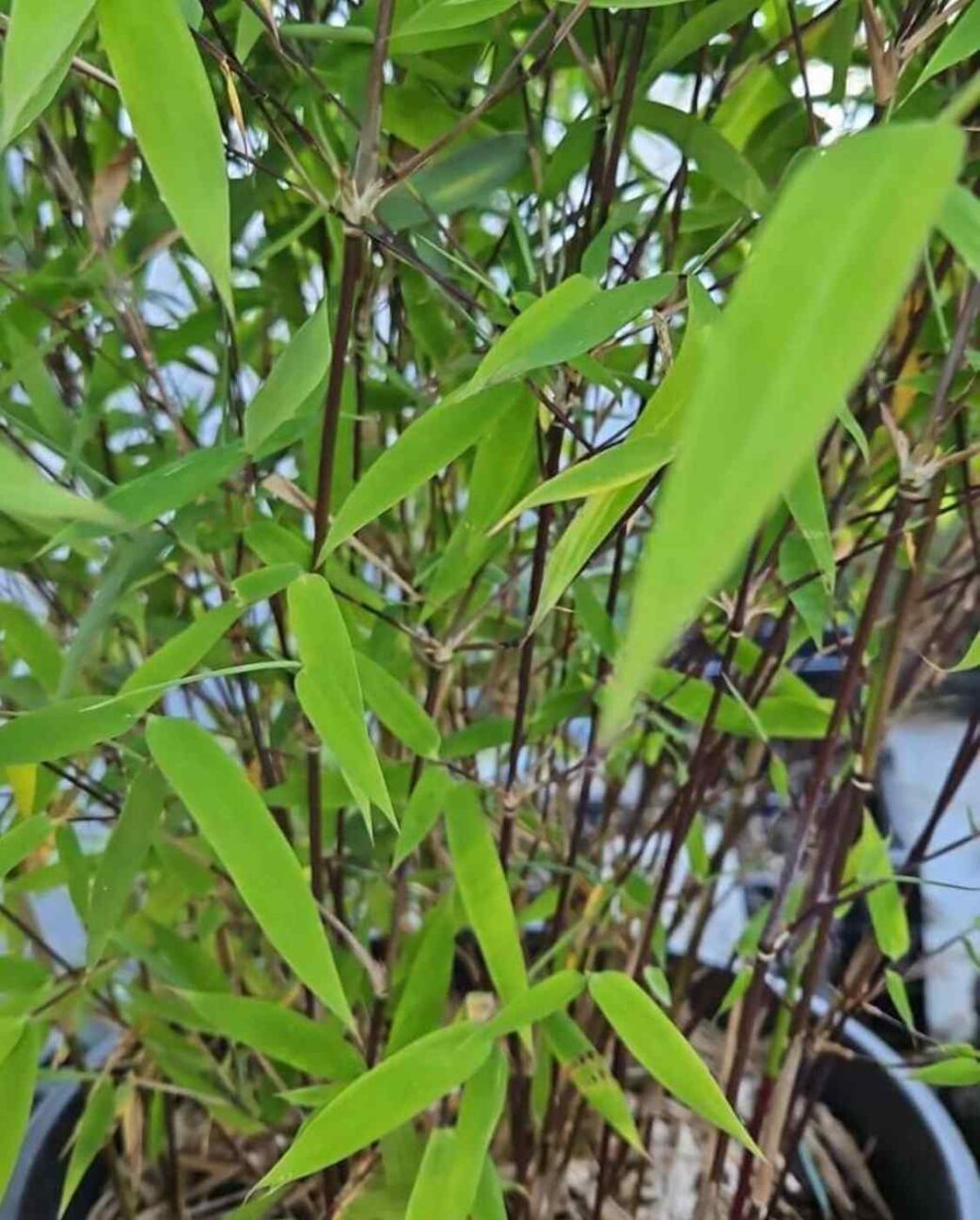 fargesia nitida black pearl bamboehaag