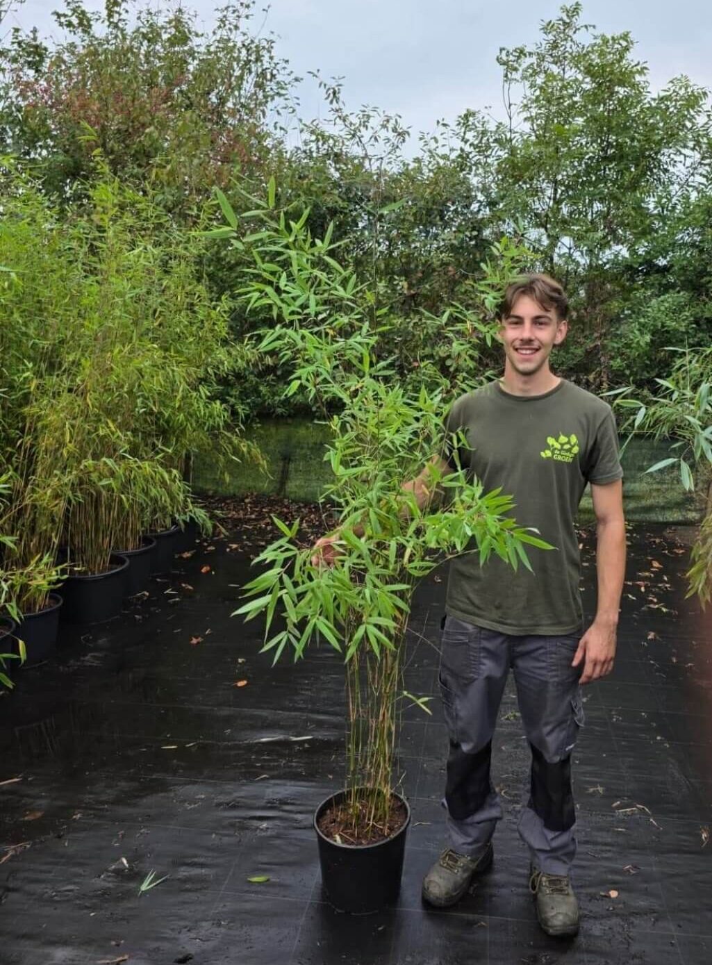 Nitida obelisk bamboe in 10 liter kwekerspot met een hoogte van 150+ centimeter,