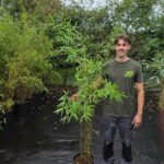 Fargesia Nitida Obelisk 10L - 150+ cm