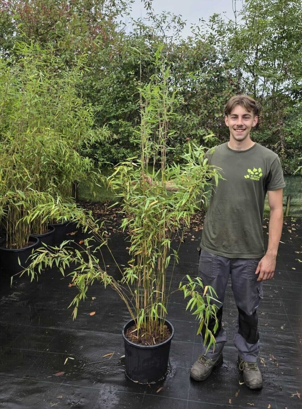 Nitida obelisk bamboe in 15 liter kwekerspot met een hoogte van 175+ centimeter,