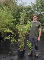 Nitida obelisk bamboe in 15 liter kwekerspot met een hoogte van 175+ centimeter,