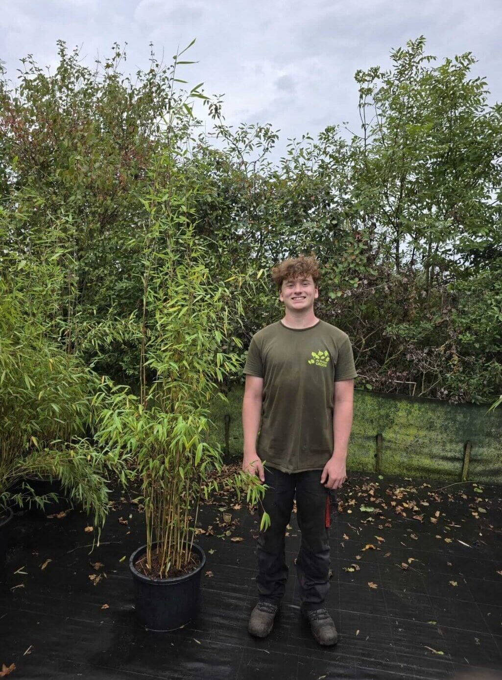 Nitida Obelisk Bamboe 25 liter pot met plant hoogte van 200+ centimeter.