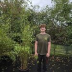 Fargesia Nitida Obelisk 25L – 200+ cm