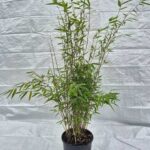 Fargesia Nitida Obelisk 25L – 200+ cm