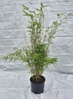 Nitida Obelisk Bamboe 25 liter pot met plant hoogte van 200+ centimeter.