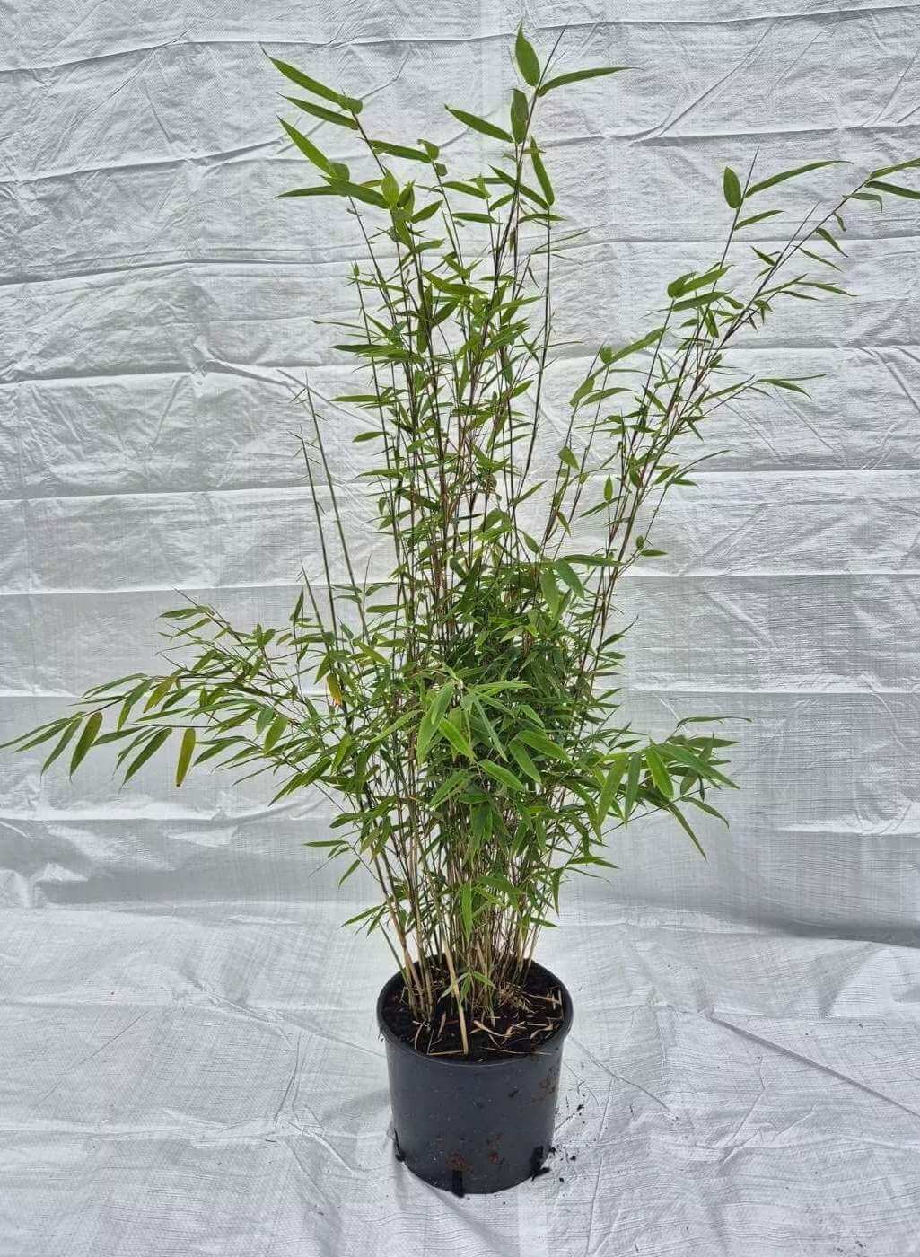 Fargesia Nitida Obelisk 25L – 200+ cm