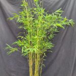 Fargesia Nitida ‘Obelisk’ 5.5L – 125+ cm