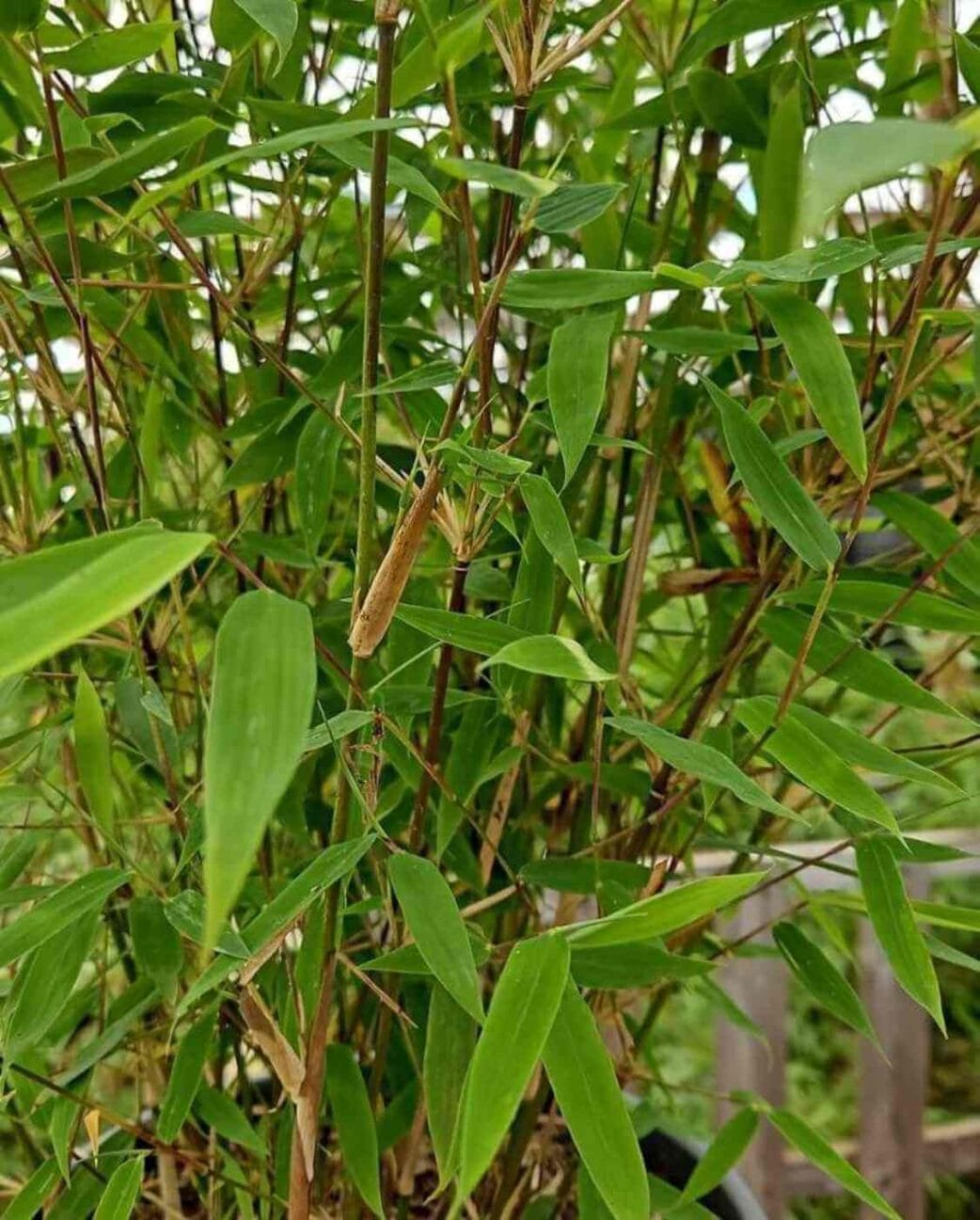 fargesia nitida winter joy 2