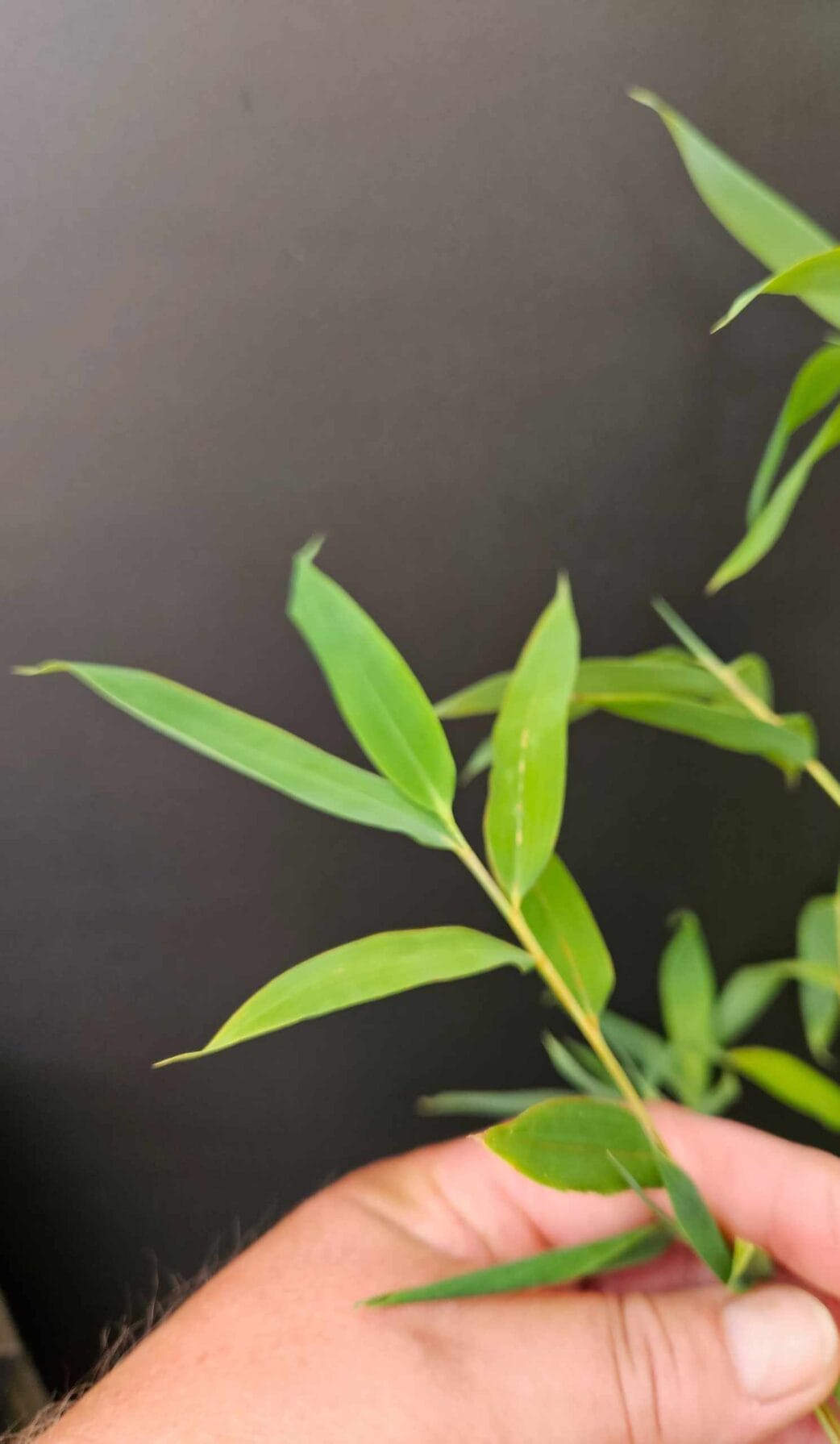 fargesia nitida winter joy bamboe blad