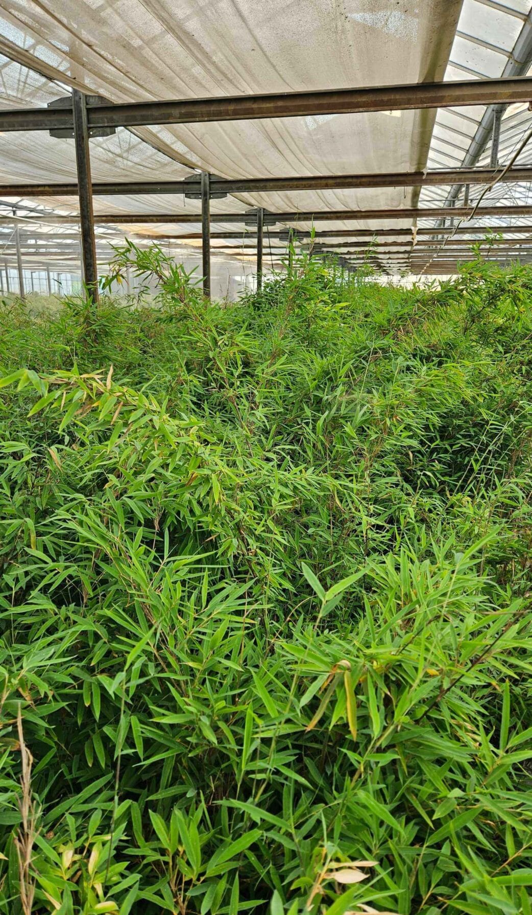 fargesia nitida winter joy bamboe kwekerij