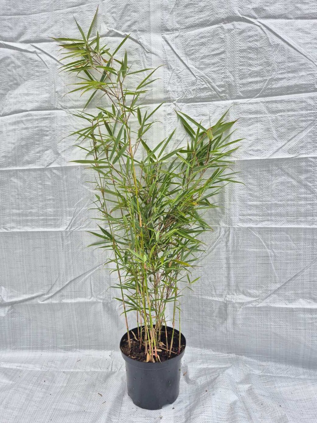 fargesia robusta campbell 2.5l 75 cm bamboe