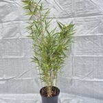Fargesia robusta Campbell - 2.5L - 60+cm