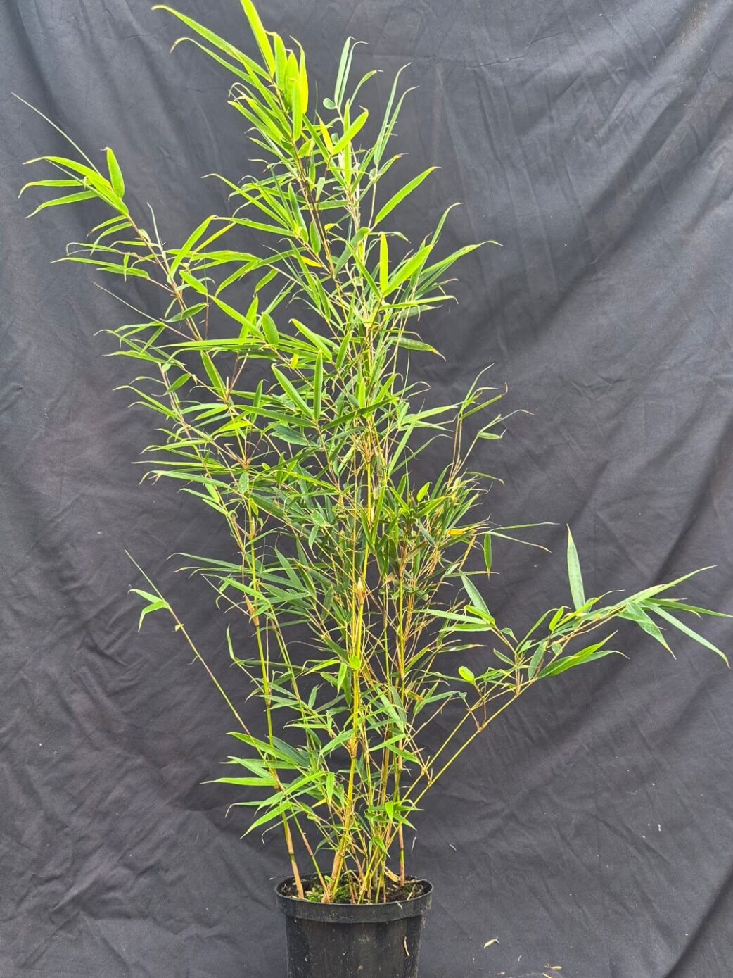 Fargesia Robusta Campbell in 2,5 liter pot met hoogte van 100+ centimeter.