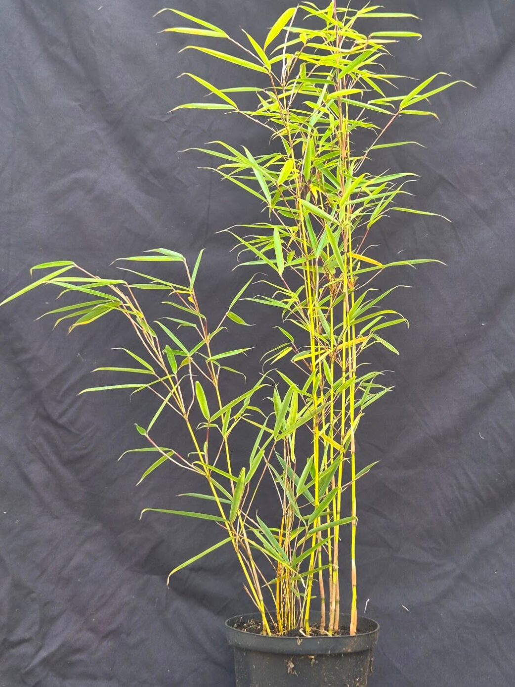 Fargesia Robusta Campbell in 2,5 liter pot met hoogte van 40+ centimeter.