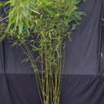 Fargesia robusta Pingwu - 10L - 150-175cm