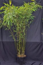 Fargesia Robusta Pingwu, compacte bamboe plant in 10 liter pot.