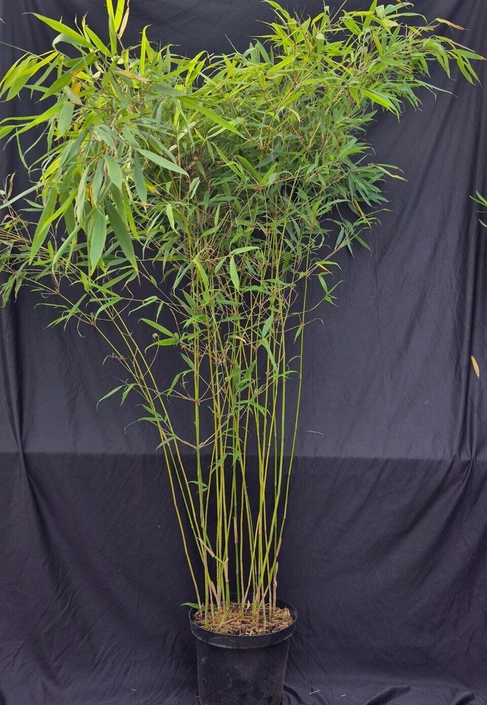 Fargesia Robusta Pingwu, compacte bamboe plant in 10 liter pot.