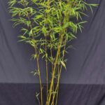 Fargesia Robusta Pingwu 5L - 125+ cm