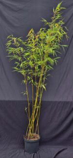 Robusta Pingwu bamboeplant in 5 liter pot.